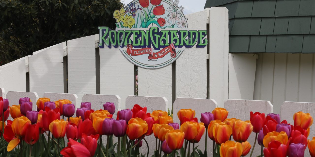 Roozengaarde Garden Cultivates Tulips and Tourists