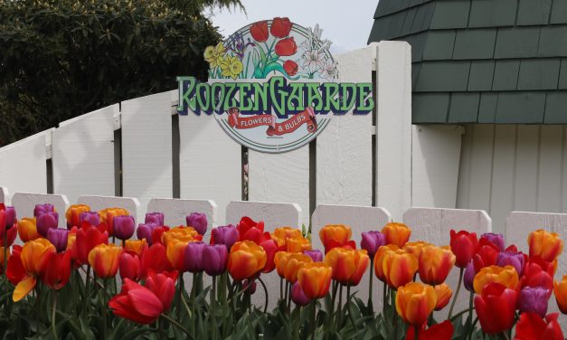 Roozengaarde Garden Cultivates Tulips and Tourists
